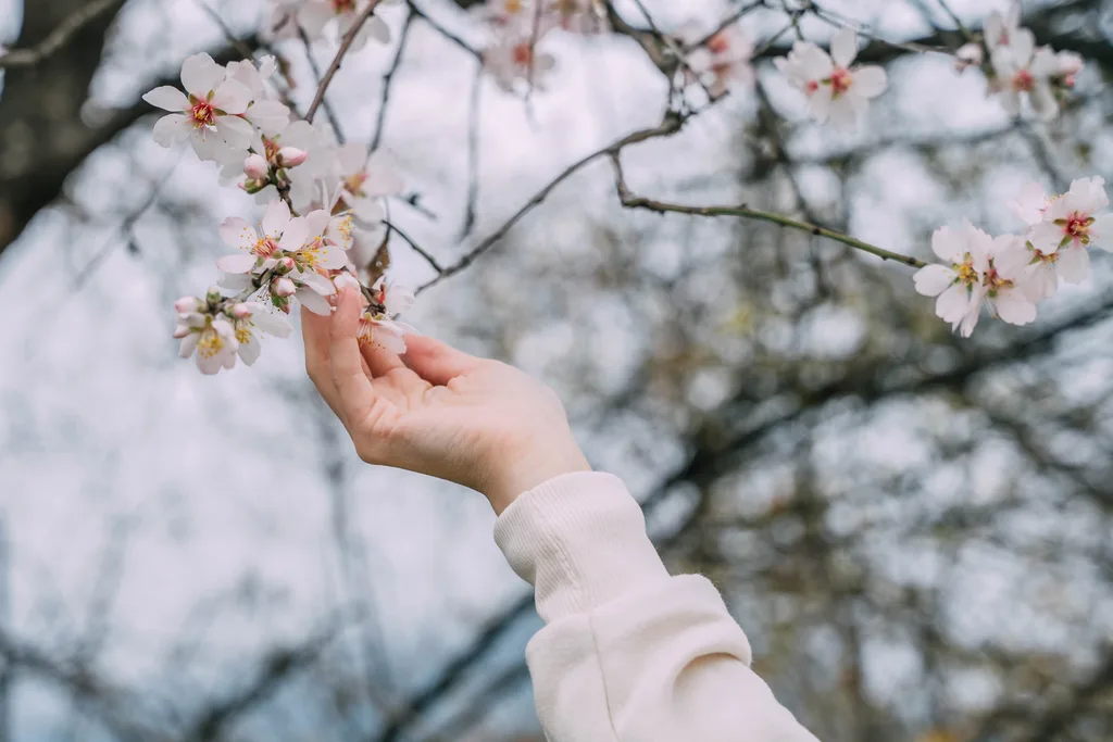 Apricot blossom and woman's hand, natural beautiful abstract background
