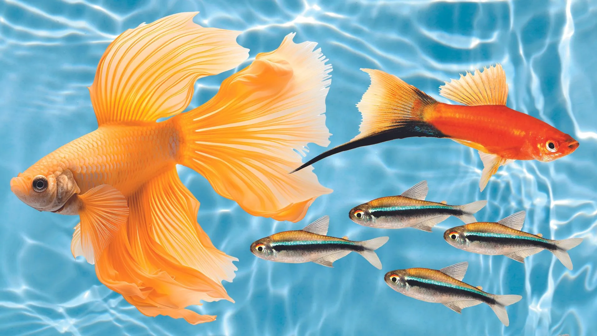 Everything you need to know about keeping happy, healthy fish! | Now To ...