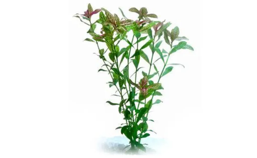 Pisces Hygrophila Live Plant