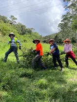 Women in hats carry a tree across green grass