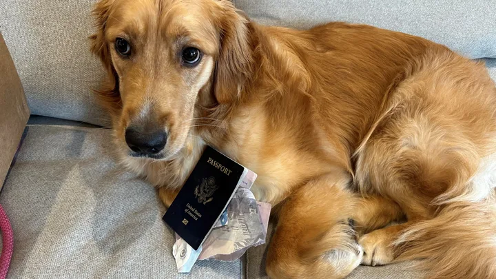 Dog chews groom’s passport days before destination wedding