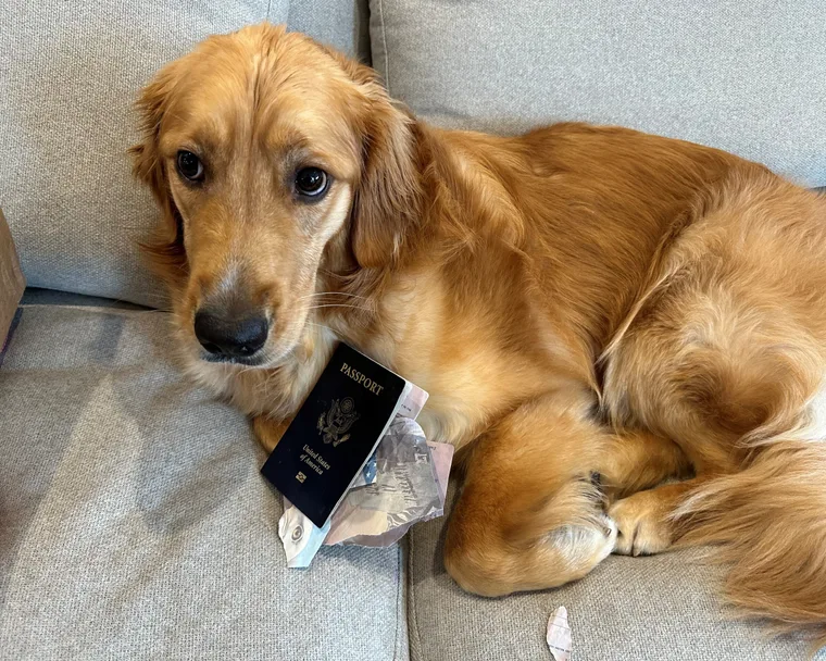 Dog chews groom’s passport days before destination wedding