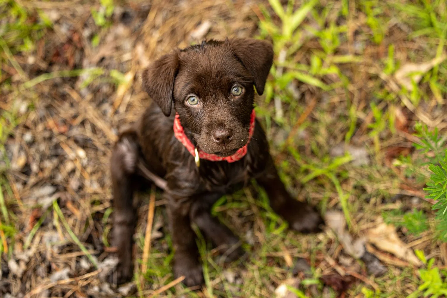 labrador pet dog