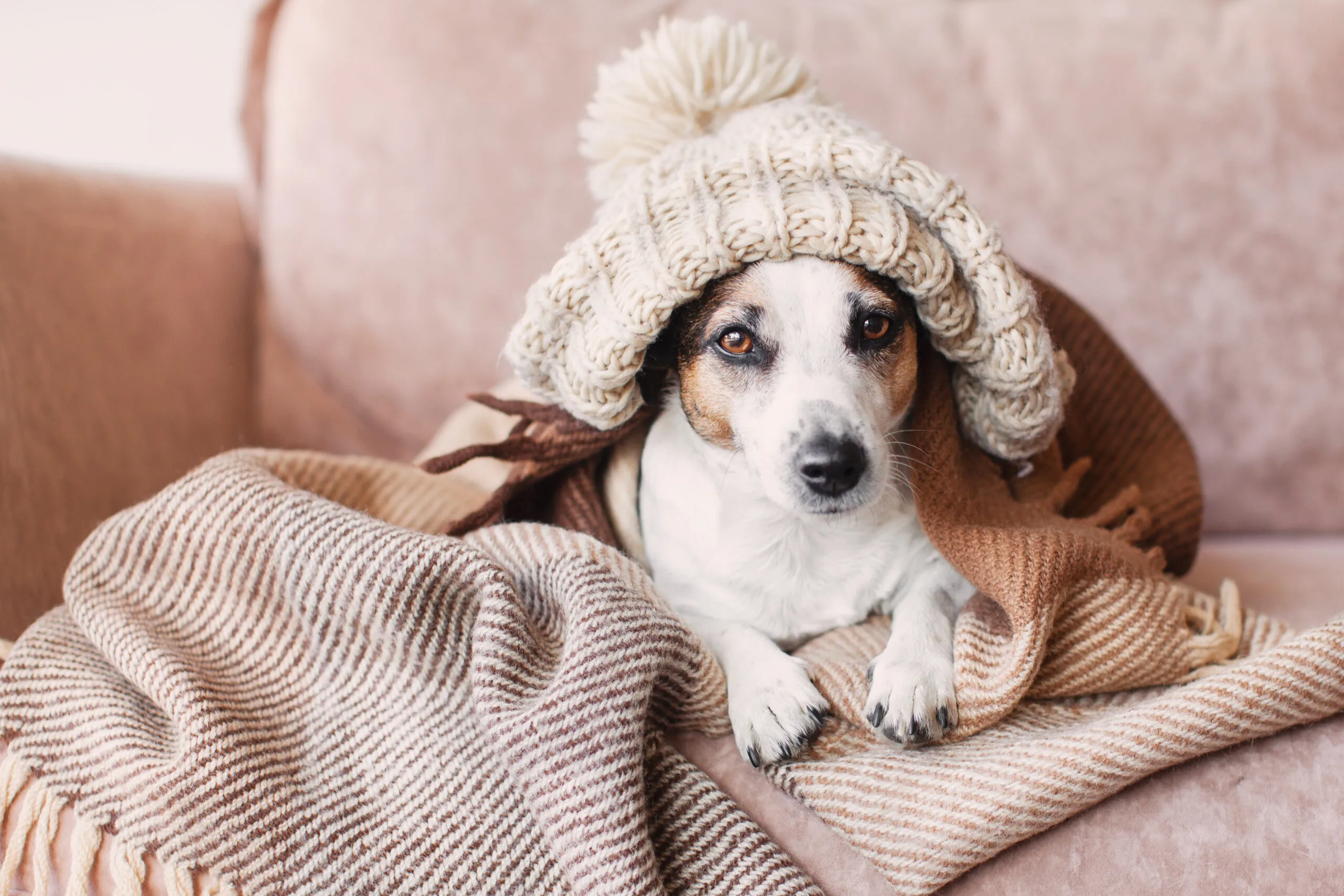 Dog on couch wearing woollen hat