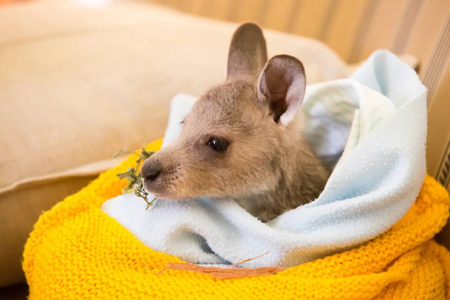 Baby kangaroo in knitted pouch