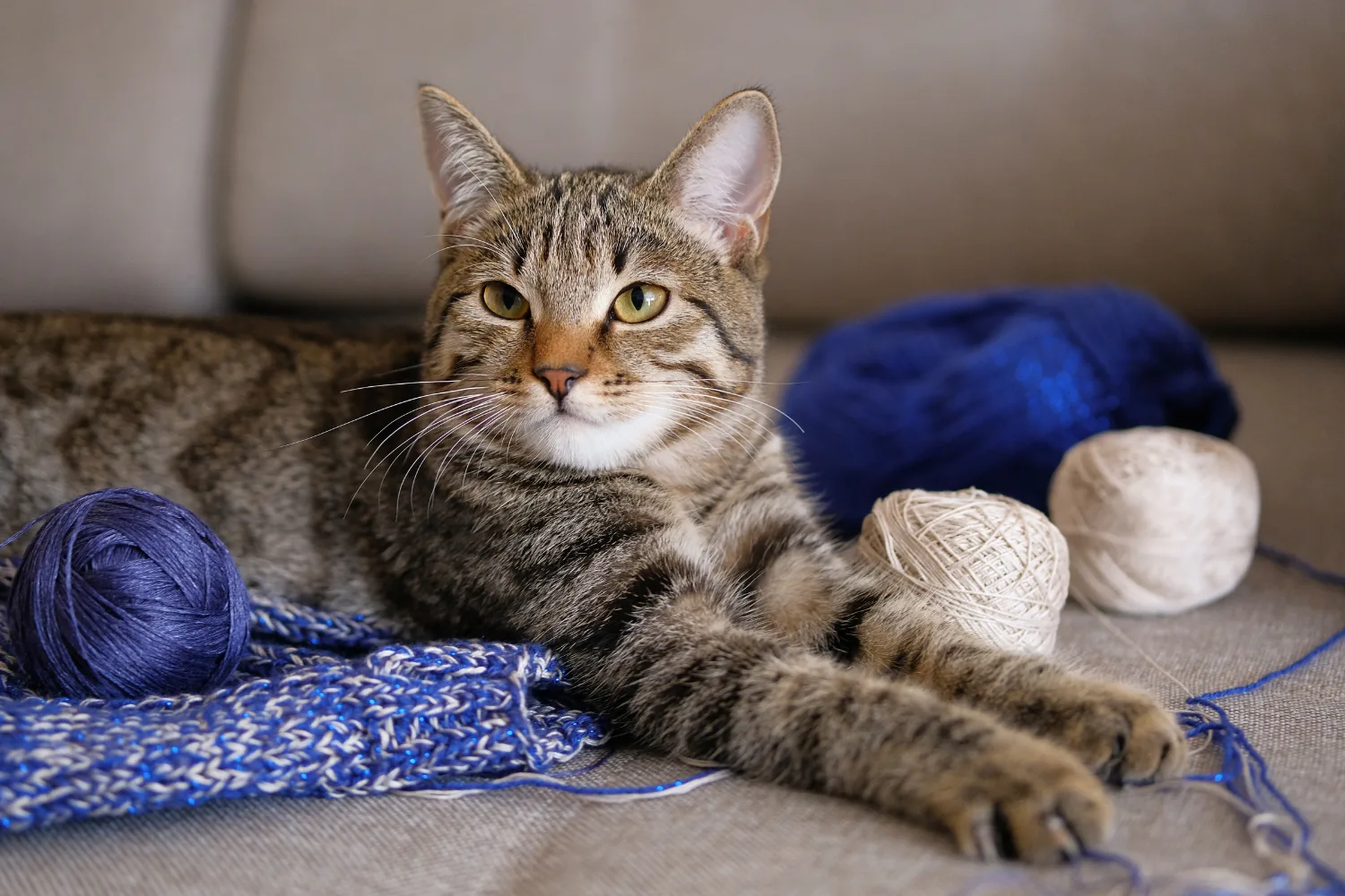 Cat sitting with balls of wool