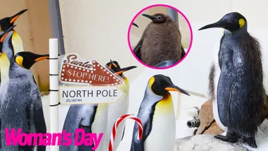 A group of penguins stand next to a sign that reads, 'Santa Stop Here' and 'North Pole'.