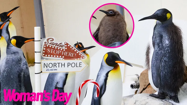 A group of penguins stand next to a sign that reads, 'Santa Stop Here' and 'North Pole'.