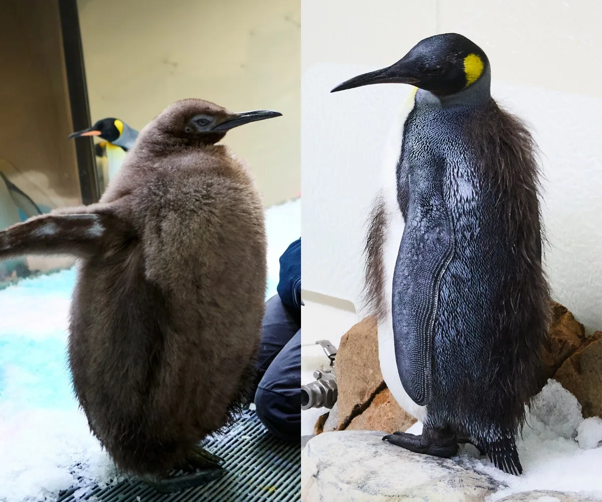 Two images side by side of Pesto the Penguin. On one side he has his fluffy baby features and on the other they have almost gone.