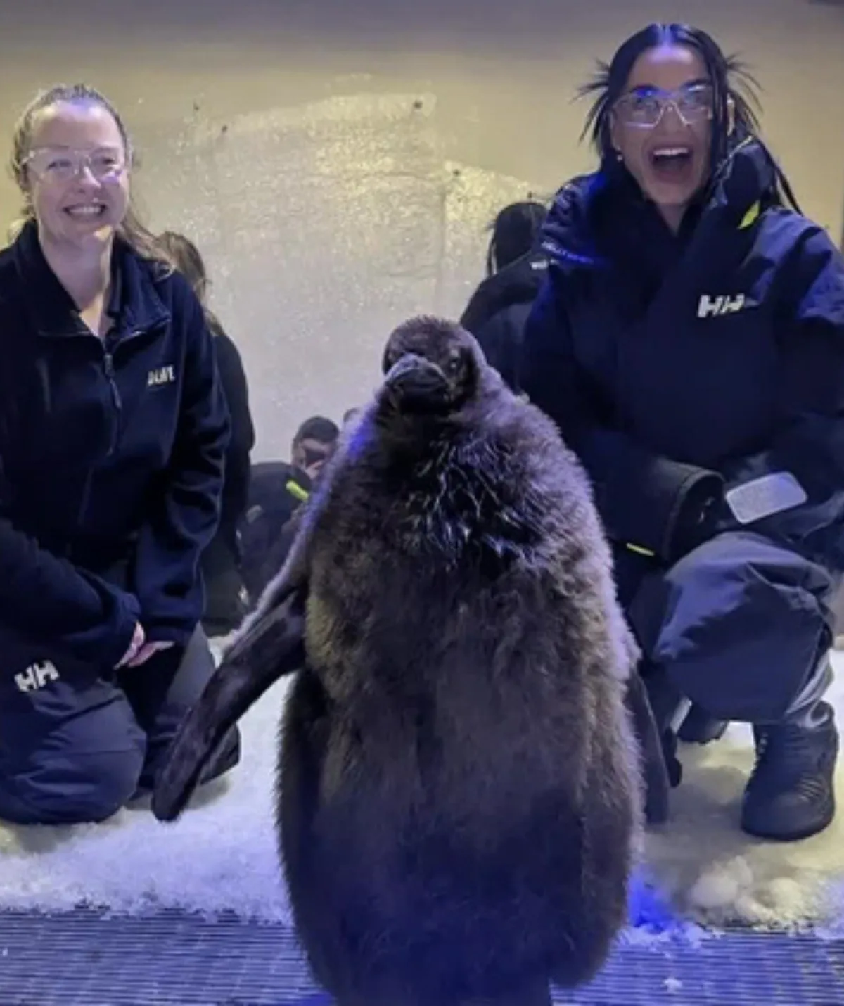 Katy Perry is laughing while looking at Pesto the Penguin and there is also a keeper to the left.