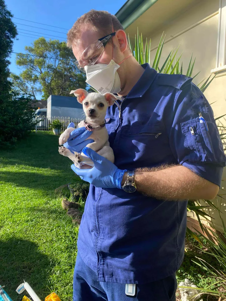 Man in paramedic uniform and face masks holds white chihuahua in his arms