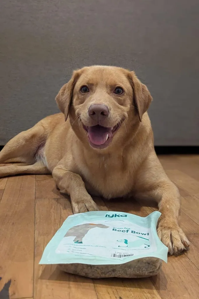 dog with lyka pet food