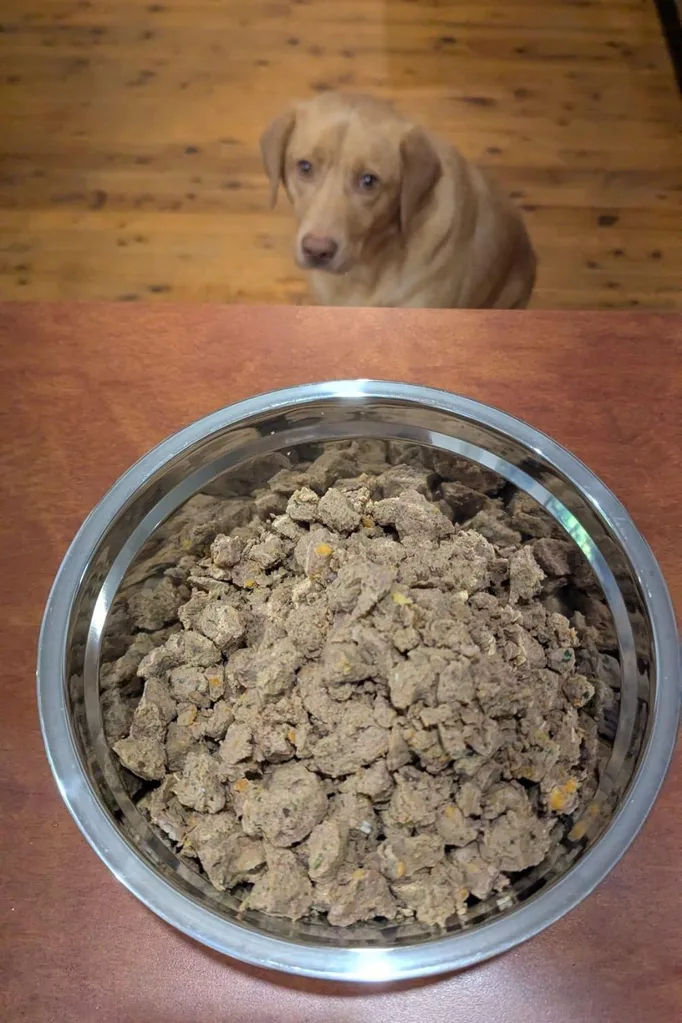 dog waiting for lyka pet food