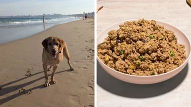lyka pet food