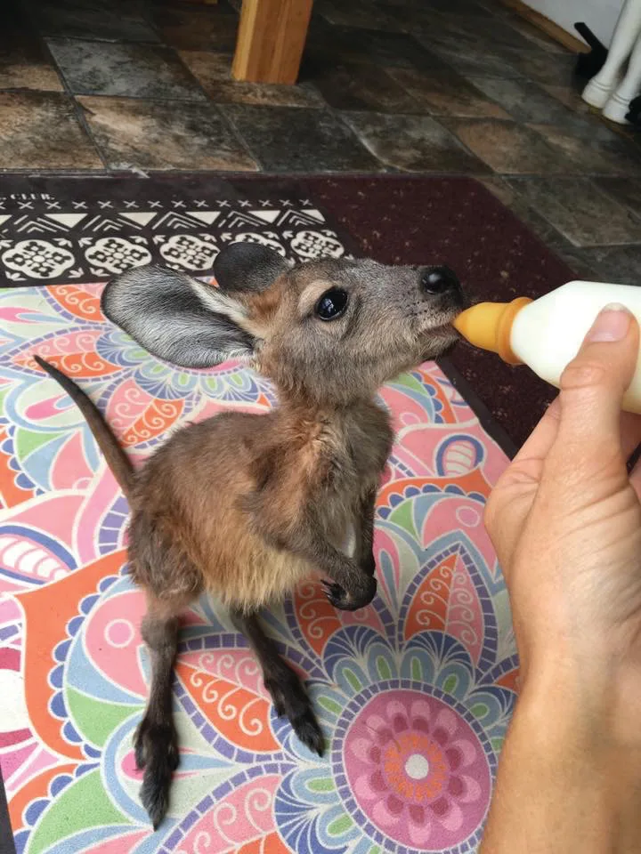 Bunji the kangaroo taking a bottle while standing on Brinkley's colourful yoga mat