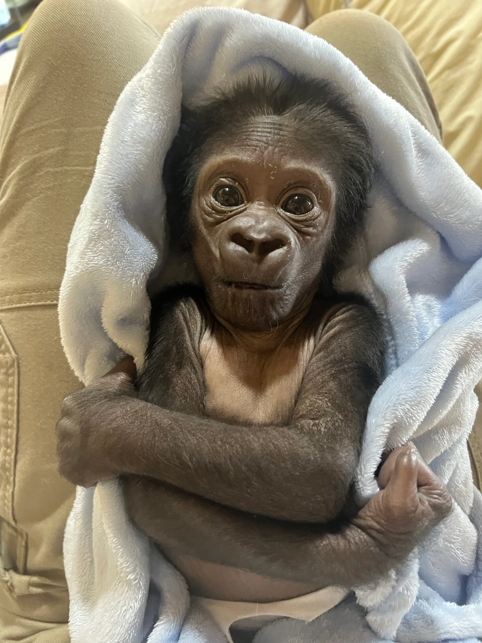 Kaius the gorilla. (Image: Supplied)