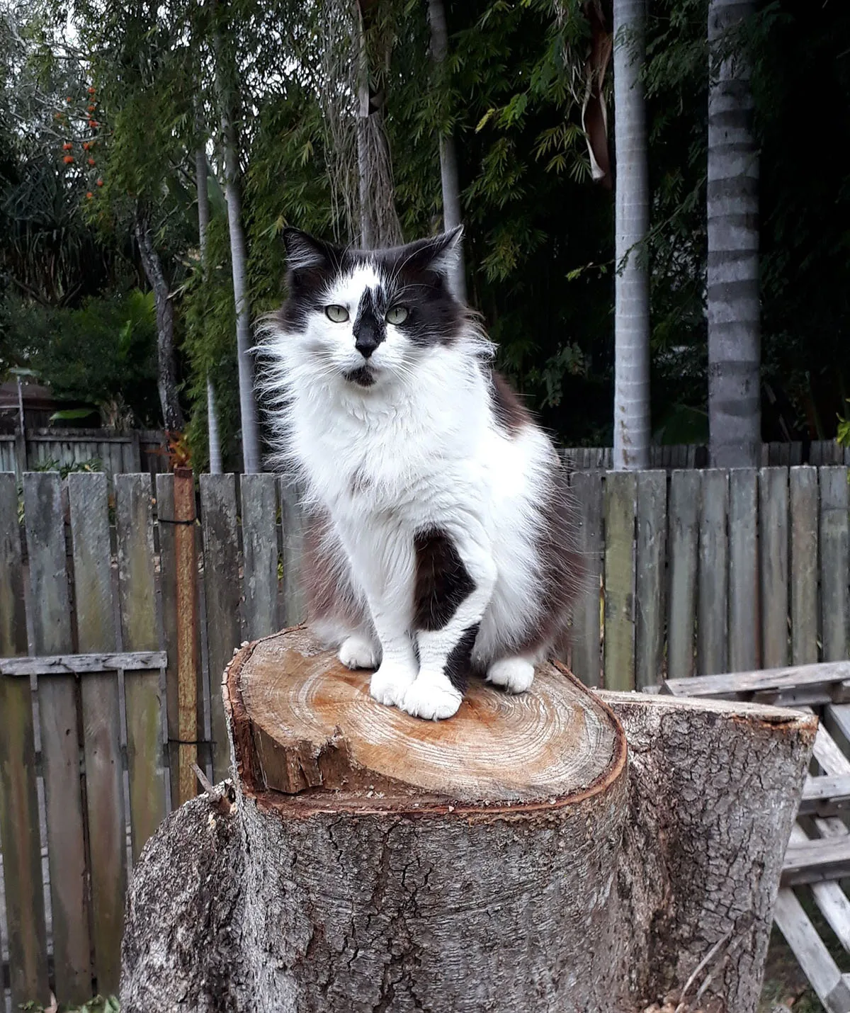 My cat Mickey who I was taking to Bali with me, 5 months before my diagnosis. (Image: Supplied)