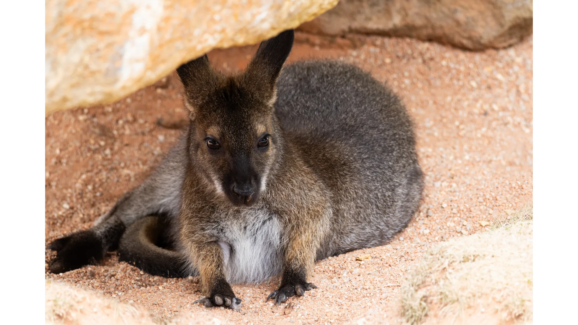 A rock wallaby rests on Magnetic Island.