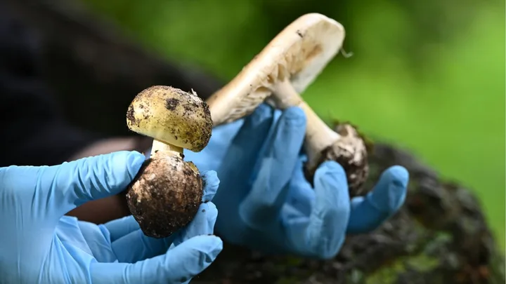 Death cap mushrooms used by Erin Patterson.