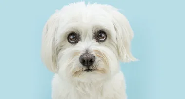 white fluffy dog looking sheepish