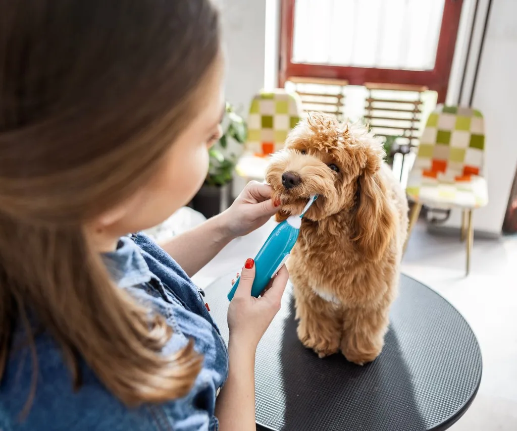 Woman brushing dog's teeth