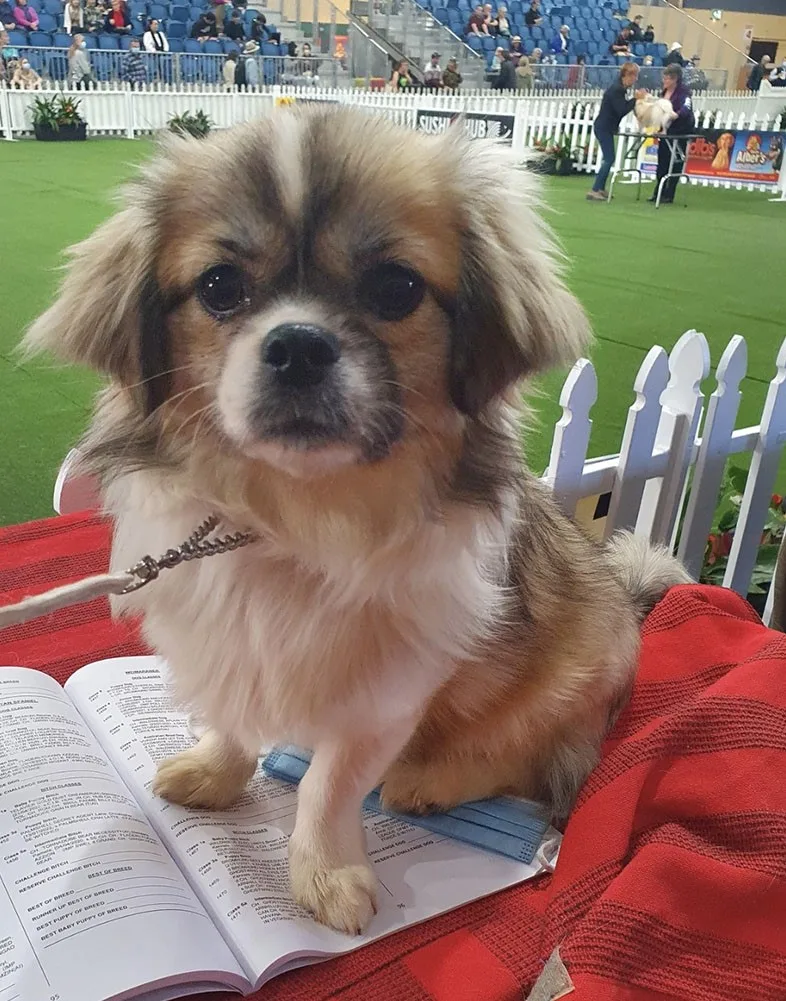 Mishka, the Tibetan Spaniel. (Image: Supplied)
