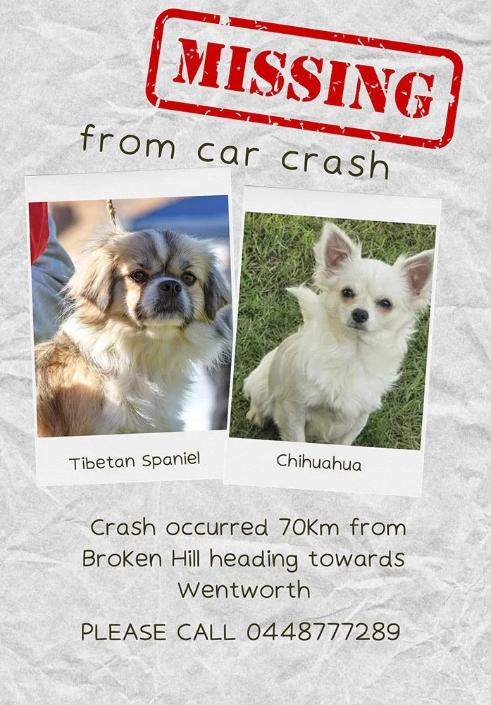 The Missing poster we put up through town. (Image: Supplied)