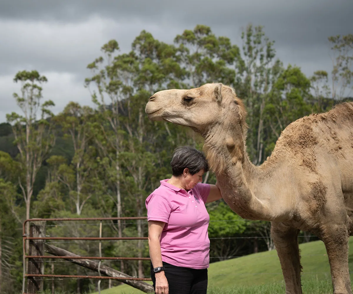 Me working with a camel at Black Mountain, 2024, (Image: Donna Cameron Prosser Photography)