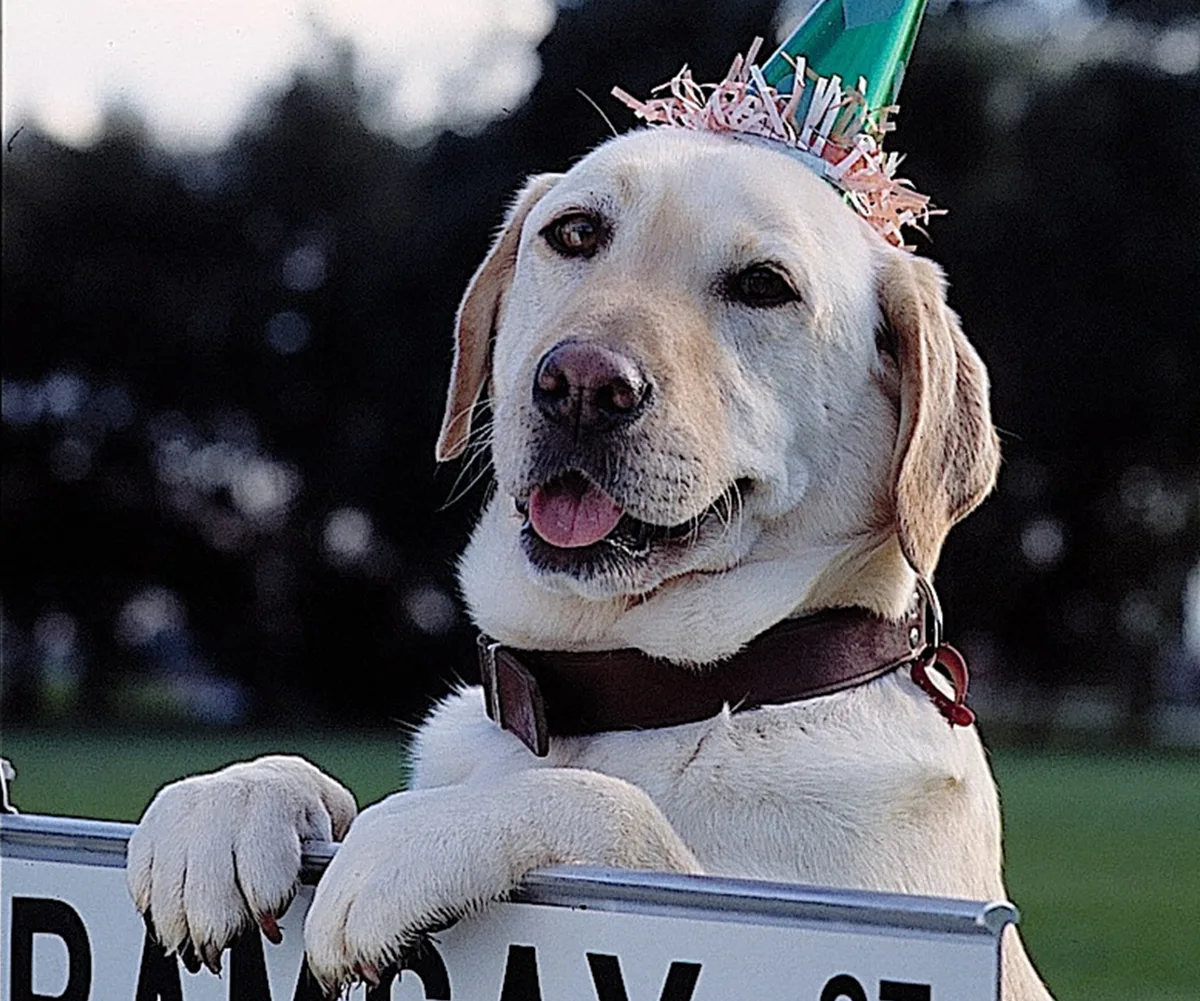 Bouncer in Neighbours.