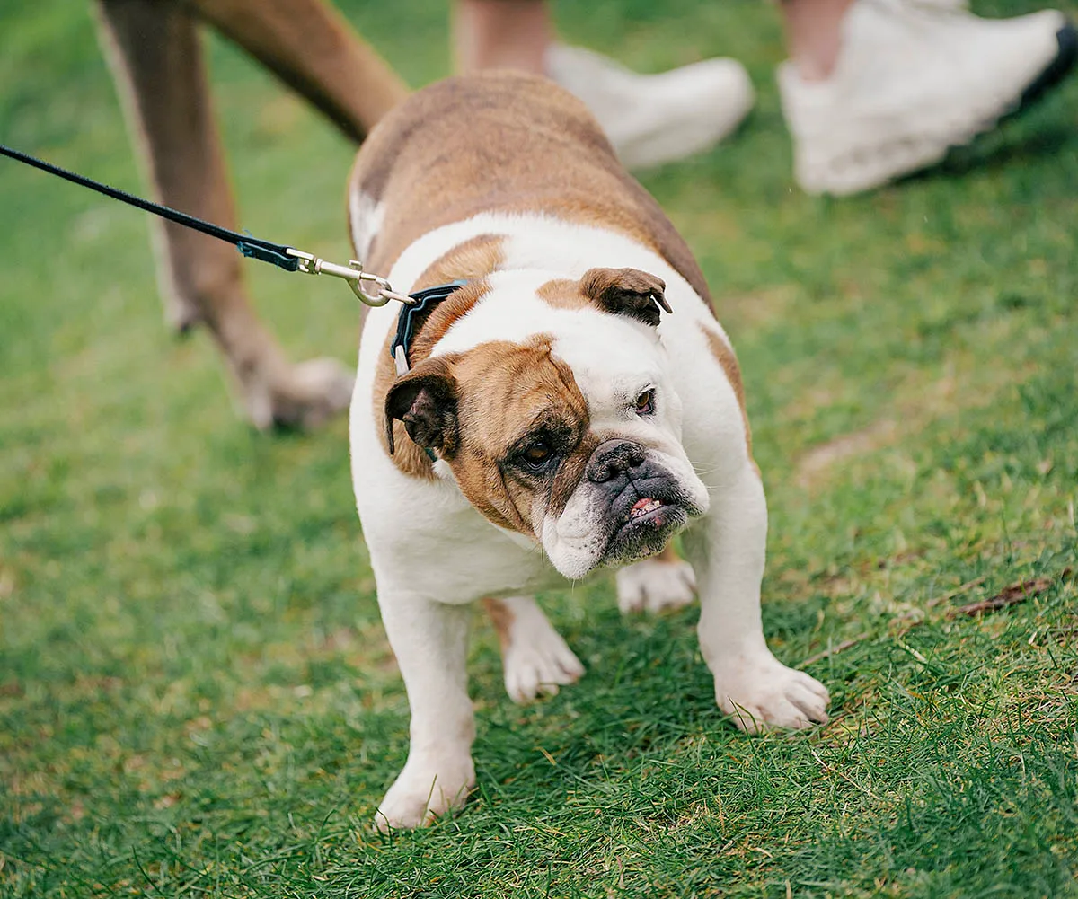 Penny's dog Marty at the dog park.