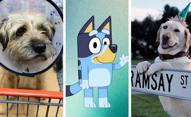 Colin from Colin from Accounts, Bluey from Bluey and Bouncer from Neighbours.