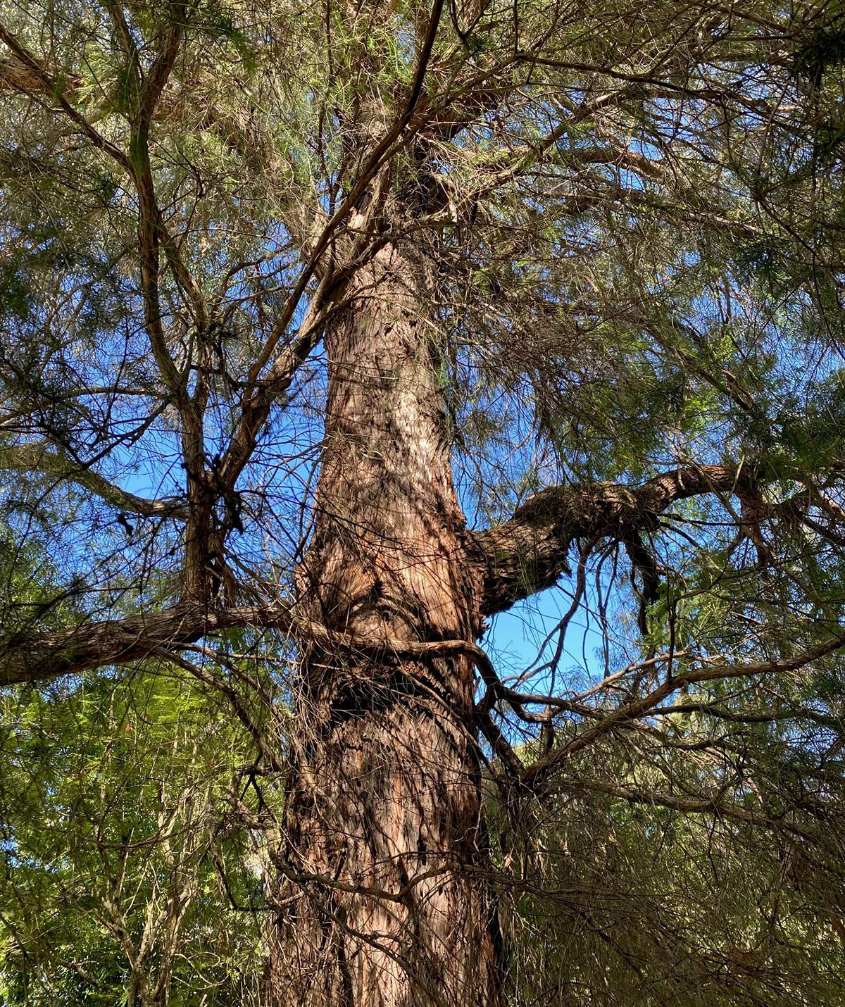 The tree before it fell through my house. (Image: Supplied)