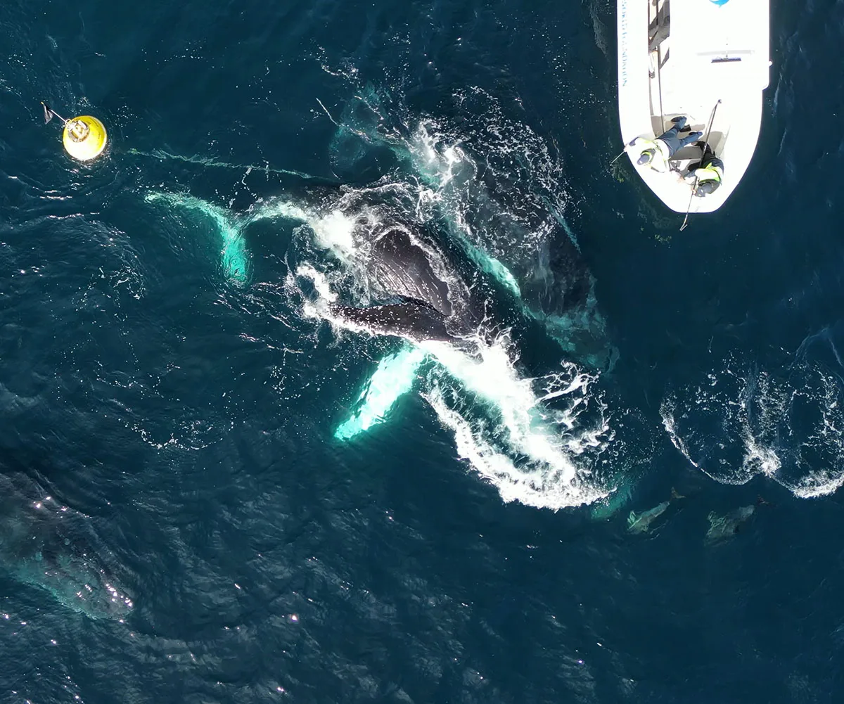 The Eden Whale rescue. (Image: Dr Olaf Meynecke)