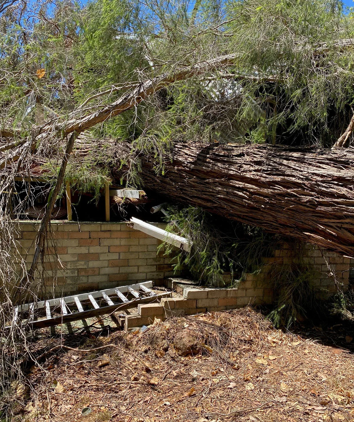The tree on top of my house. (Image: Supplied)