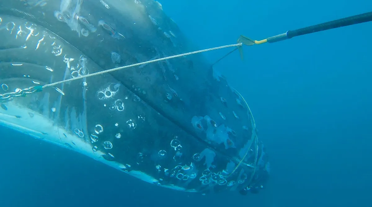 The Eden whale rescue mission. He was completely entangled. (Image: Supplied)