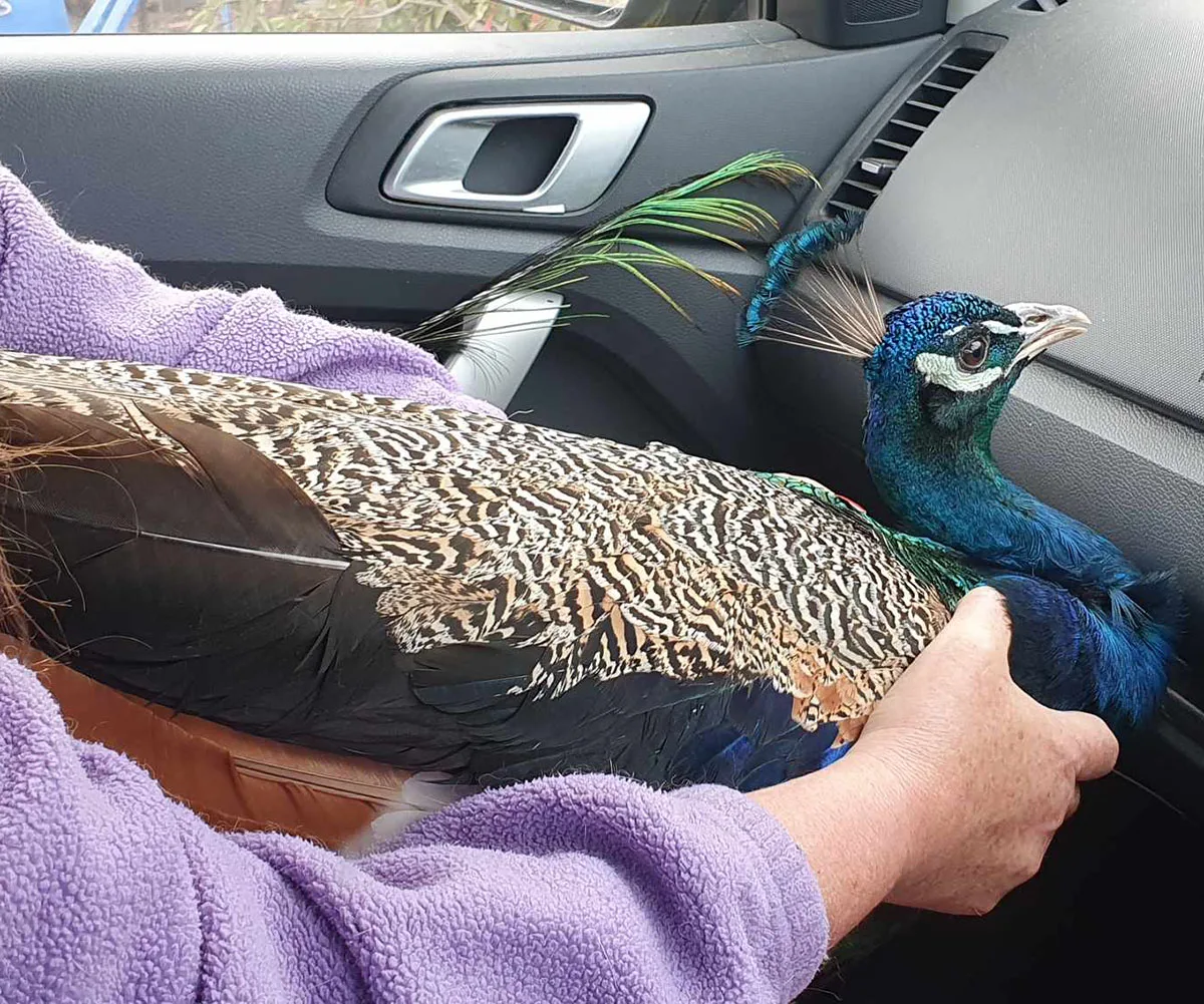 Kevin in the car after we found him. (Image: Supplied)