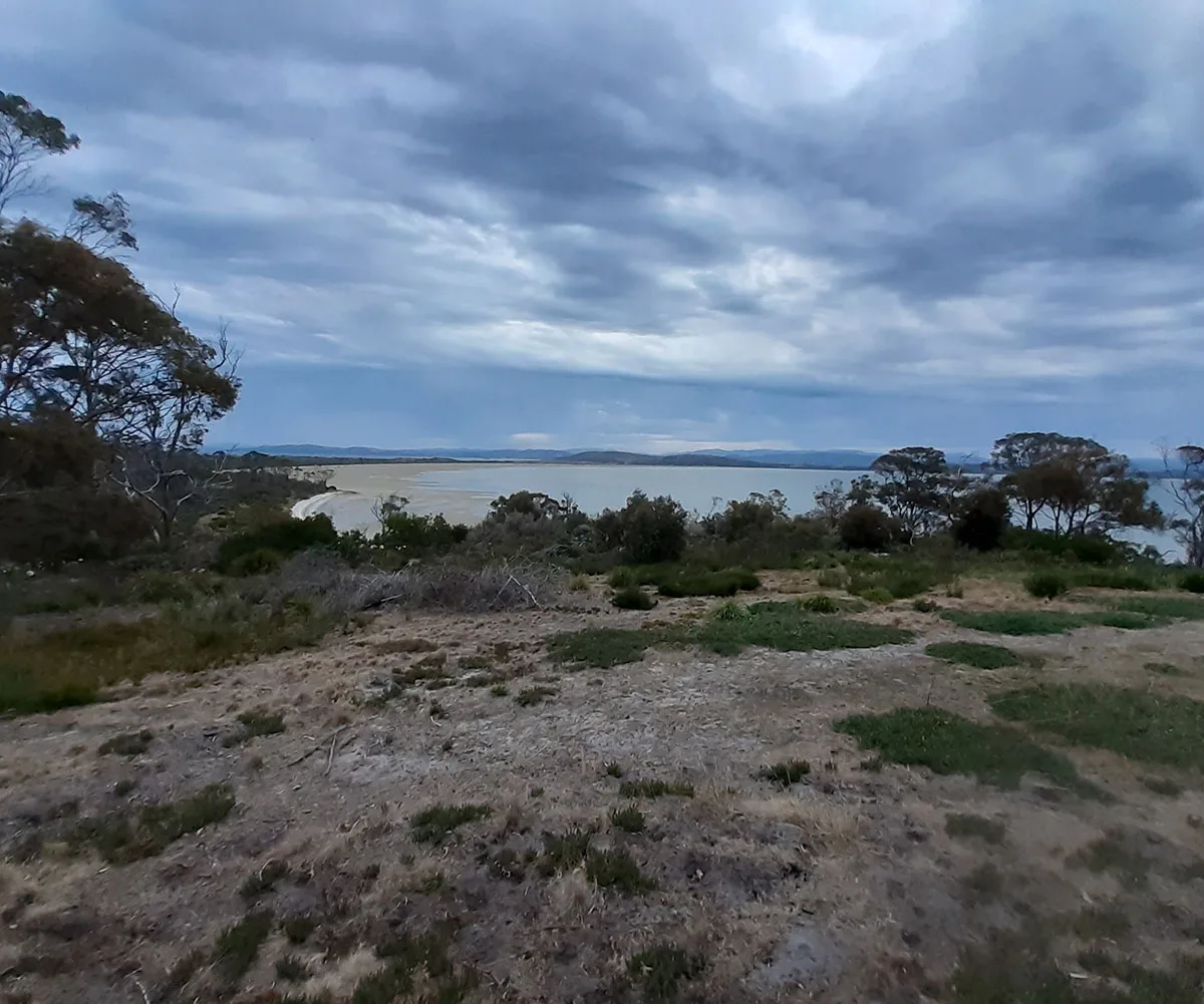 My lawn that I tell guests is a 'nature reserve'. (Image: Supplied)
