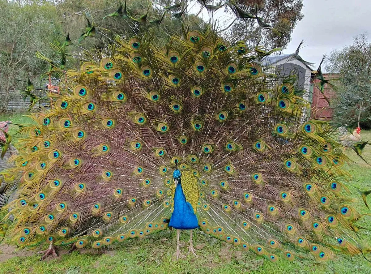 Our beautiful peacock Kevin. Image: Supplied)