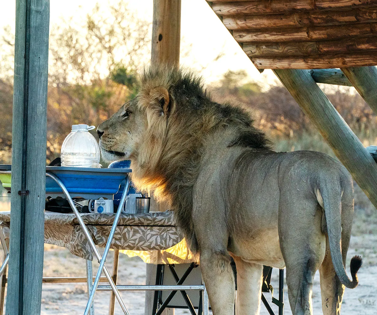 A lion at our camp in Botswanna, 2023. (Image: Supplied)