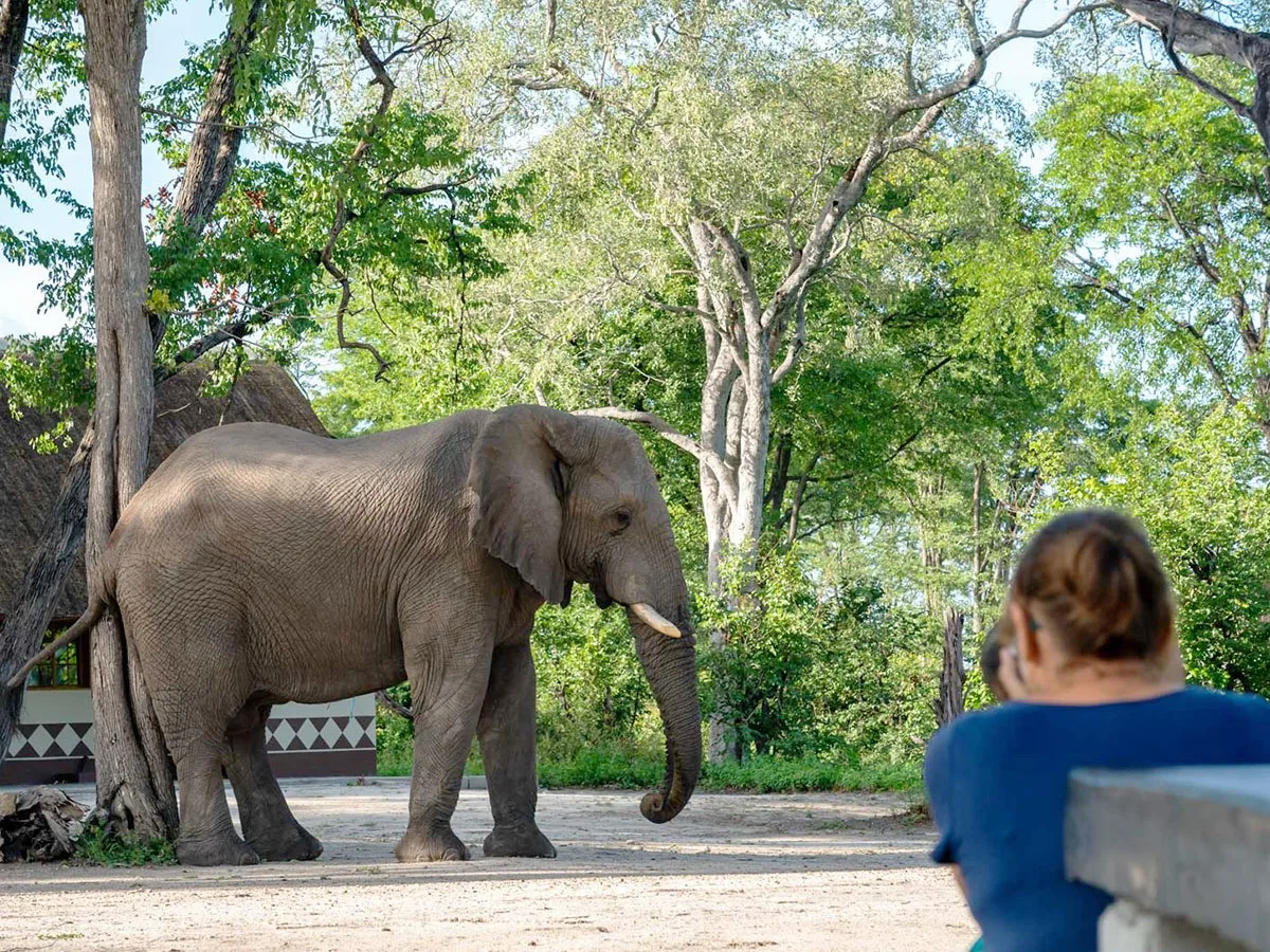 Me at the camp in Botswana as an elephant passes through. (Image: Supplied)