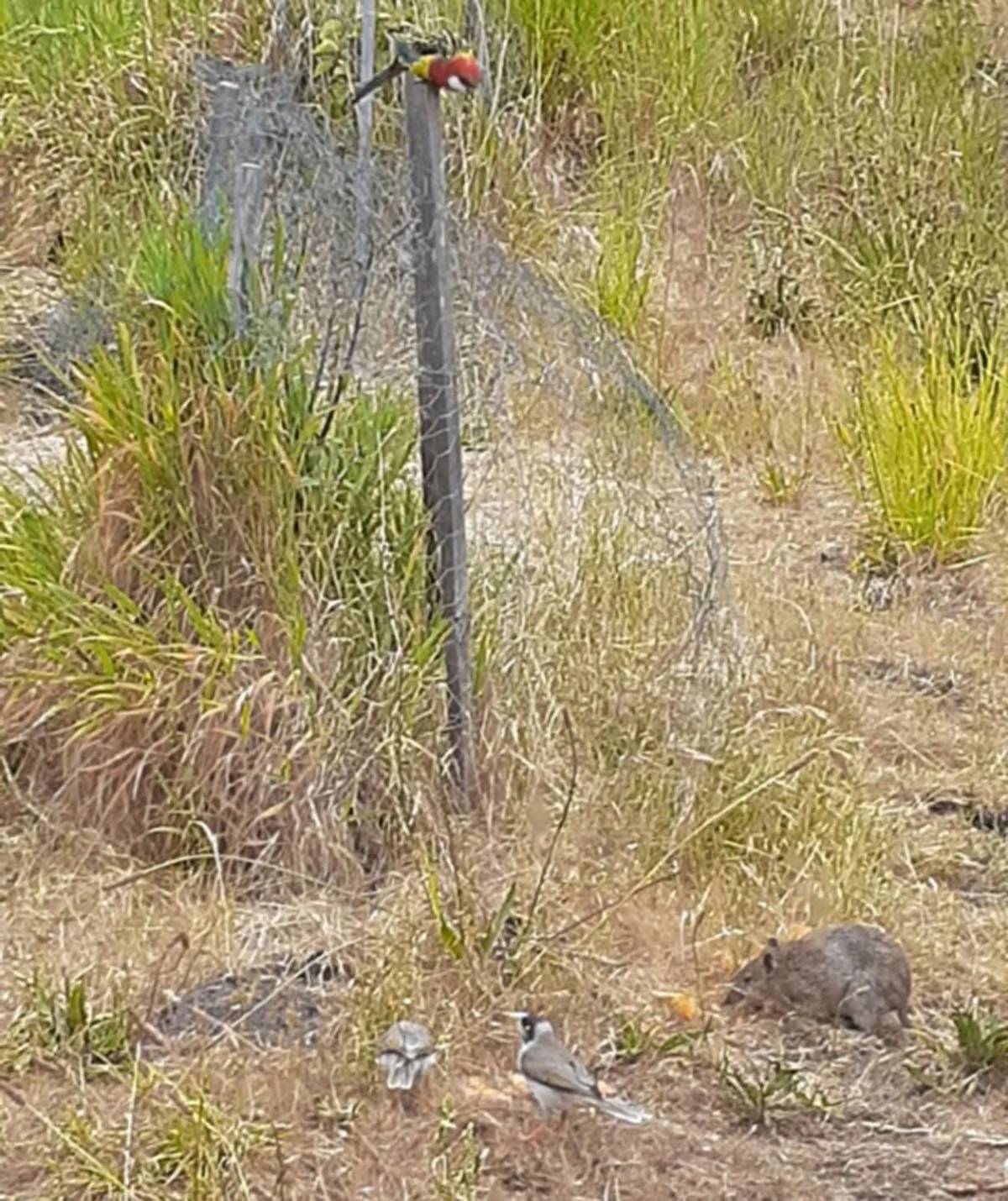 One of the resident Bandicoots with an Eastern Rosella and two Myna birds. (Image: Supplied)