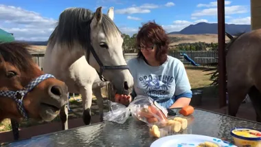 I quit my job and bought an animal sanctuary!