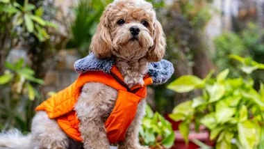 Petbarn coupon code: Up to $30 off in August 2026