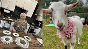 Knitting for goats made me famous!