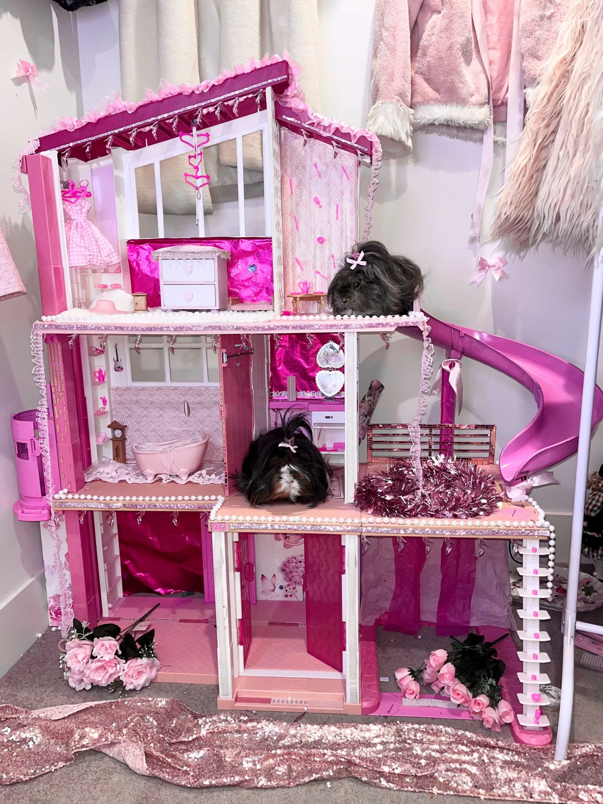 Valentina's guinea pigs have their own home