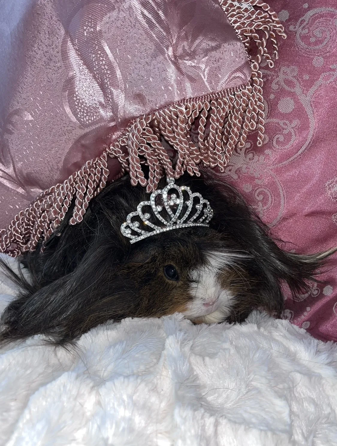 The guinea pigs dress as princesses