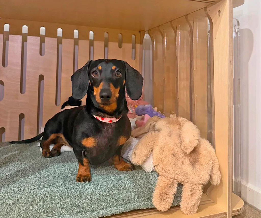 Valerie the sausage dog featured in an episode of Australian Story.