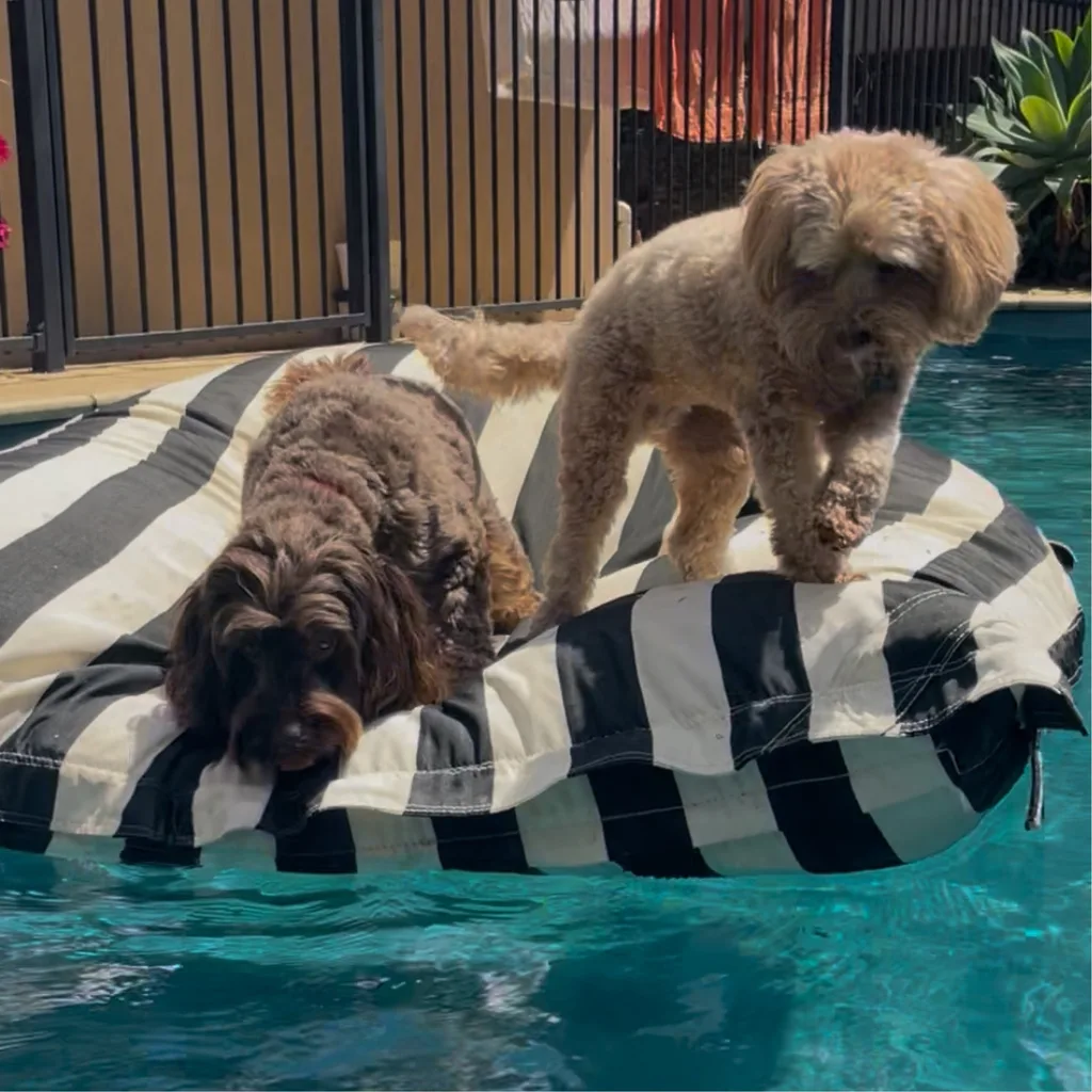 Puppies floating in the pool