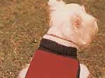 White dog wearing a red and black knitted jumper, sitting on grass, viewed from behind.