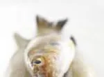 Close-up of a raw fish with its head and tail visible, resting on a white surface.